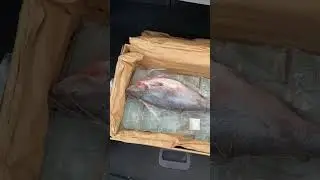 Рыбов продаете? Нет, показываем. Красивое…