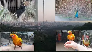 Байюньшань - гора белых облаков и рай для Попугаев.
