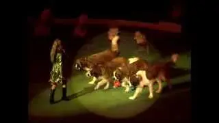 «Шоу веселых собачек» ukrcircus.com