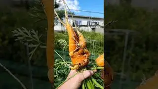 I love growing my own food. who else has some funky carrots like this??? 🥕 🥕