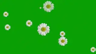 green screen flowers falling