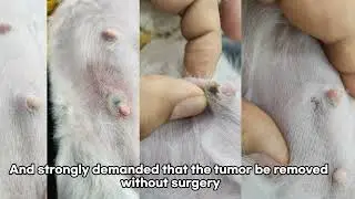 Dog skin mammary gland tumor #doglover #cancer #breastcancer #breastcancerfighter