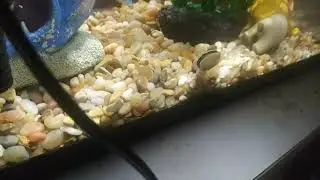 my snail