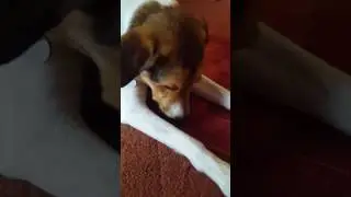 My dog doesn't like cherries