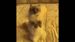 Cute And Funny Cats Videos Compilation | CUTE Cats 