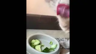 кот веган