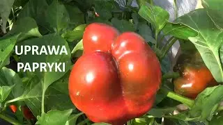 UPRAWA PAPRYKI🌶️🫑 - najważniejsze aspekty uprawy