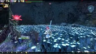 Strange Regina Bug