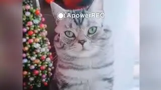 Приколы с котиками №2. Cat Music