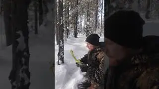 Нашел непонятное растение 