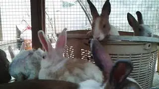 rabbits  #shorts  capsy the real star