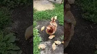Самая модная курица на деревне
