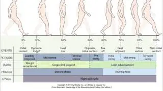Periods Phases of gait