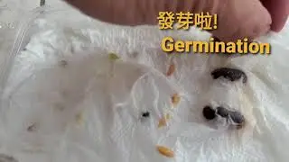 Planting time