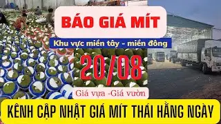 Giá mít hôm nay - giá mít thái siêu sớm hôm nay ngày 20/8/2022 tăng nhẹ !