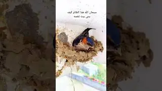 #subhanallah