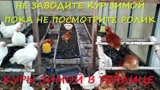 Куры в теплице зимой. Куры несушки зимой. Проблемы содержания - куры зимой.