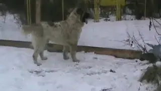 Племенной кровный кобель туркменского алабая. Питомник 