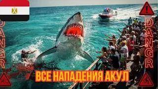 Sharks of Egypt: The COMPLETE History of Attacks on Tourists