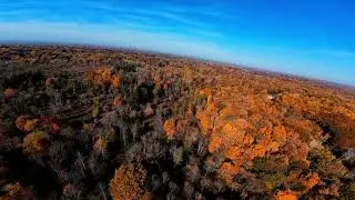 Birdsong Autumn   HD 1080p