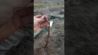 саженцы винограда