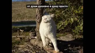 Кот и ветка