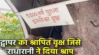 वृन्दावन में आज भी है मौजूद 5500 साल पुराना इमली का पेड़ जिसको दिया था राधा रानी ने श्राप