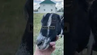 Коза Элси