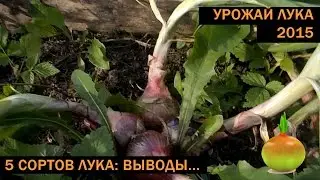 Первый настоящий урожай лука (и его сорта)