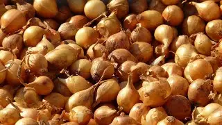 When to remove family onions from the garden. How to dig a family onion