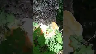 Сезон жовтого трутовика у розпалі