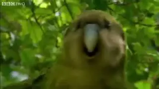 shagged by rare bird MEME