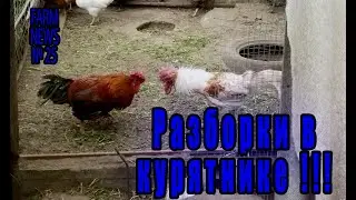ВЕС БРОЛЕРНОГО ИНДЮКА В 3 МЕСЯЦА И РАЗБОРКИ В КУРЯТНИКЕ!
