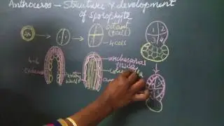 Anthoceros   development of sporophyte