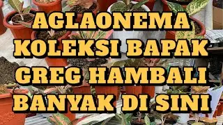 Jual aglonema harga ekonomis (Aglonema karya Bapak Greg Hambali banyak disini!!!)