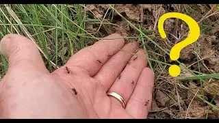 A Hidden Food Source In Your Yard