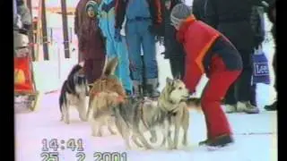 Чемпионат России по ездовому спорту. Яхрома. 2001 год.