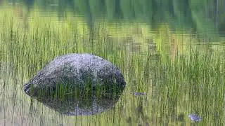 Звуки природы. Квакающие лягушки на пруду.