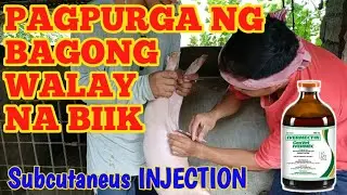 PAGPURGA ng BAGONG WALAY NA BIIK| Subcutaneus injection| MANGUNGUMA TV