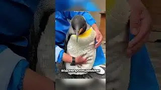 Penguins think we're one of their own 🥹