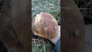 tremendos boletus !! edulis sierra de Madrid  funghi