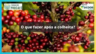 Podcast #139 - O que fazer após a colheita?