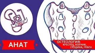 MED || Анат/Остеология №3 || Крестец, копчик, грудина, ребра