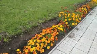 Парк украшен цветами