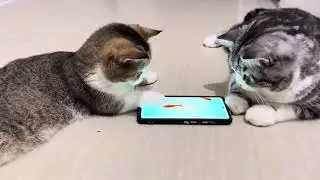Cute kittens love watching from my phone #cat #kitten #cute #catlover