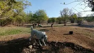 Алабай Чара на работе