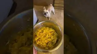 Чем кормить Аллергика Французского Бульдога | Ужин для Кимба