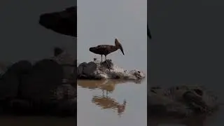 Hamerkop and Hippo