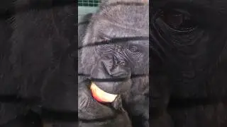 Gorilla eats an Apple  #gorilla #eating #asmr #satisfying