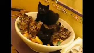 Смешная подборка видео/ Ржач
